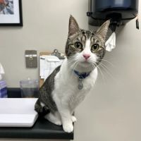Taconic Veterinary Center ico