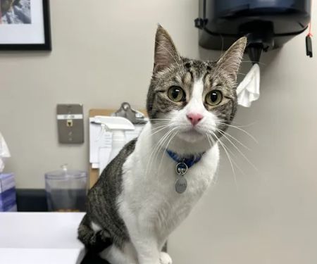 Taconic Veterinary Center