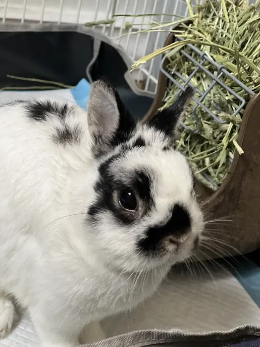 United Veterinary Center Norwalk Picture 2