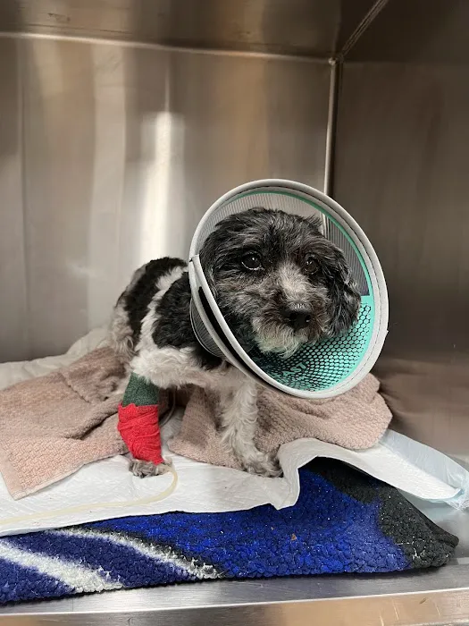 United Veterinary Center Norwalk Picture 1