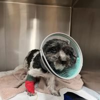 United Veterinary Center Norwalk ico