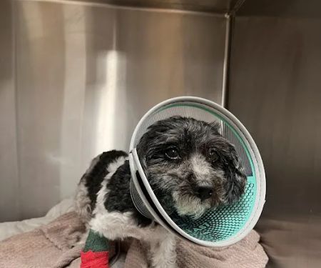 United Veterinary Center Norwalk