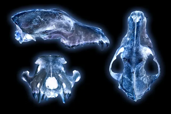 United Veterinary Center Norwalk Picture 7