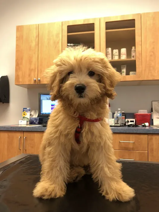 United Veterinary Center Norwalk Picture 3