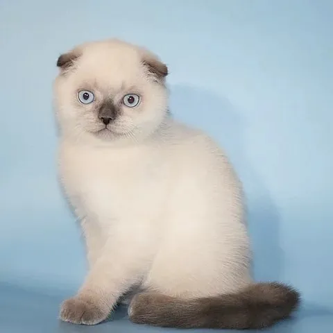 A Cat's Place Picture 2