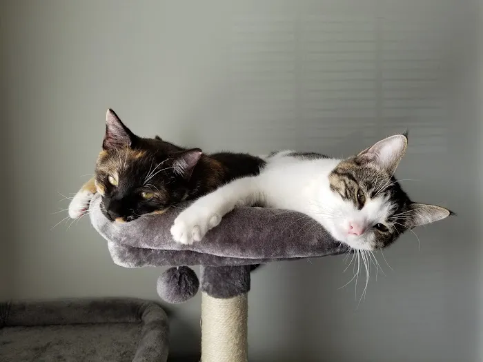 A Cat's Place Picture 1