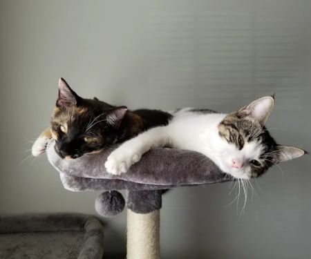 A Cat's Place