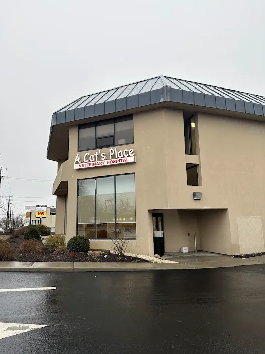 A Cat's Place Picture 5