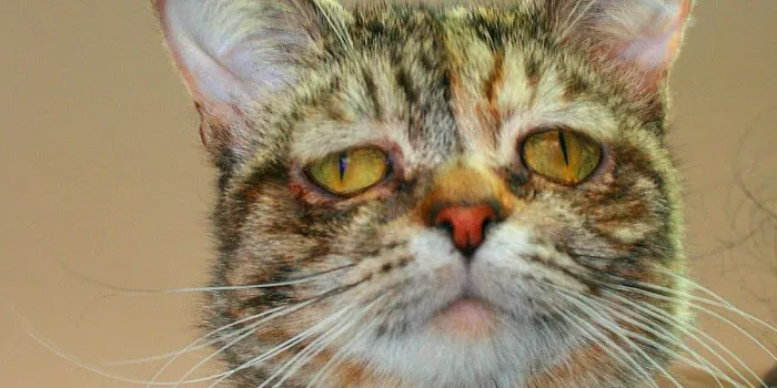 A Cat's Place Picture 4