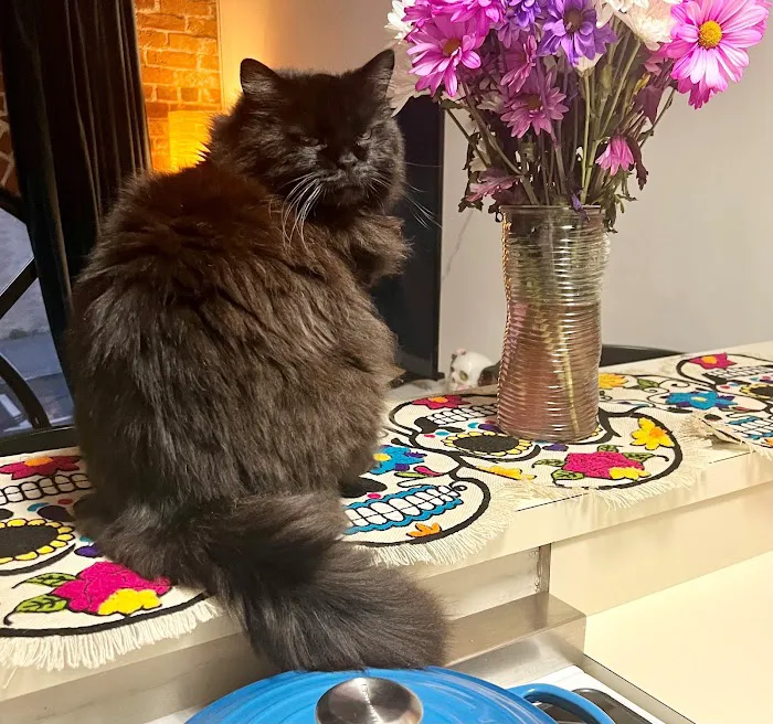 A Cat's Place Picture 3