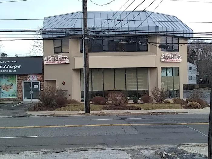 A Cat's Place Picture 8