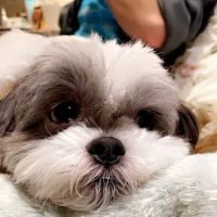 Strawberry Hill Animal Hospital ico