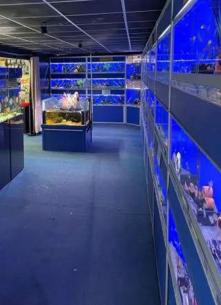 Lucas Smith Discus Aquarium Picture 1