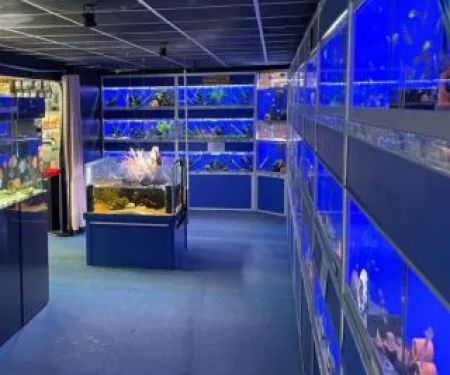 Lucas Smith Discus Aquarium