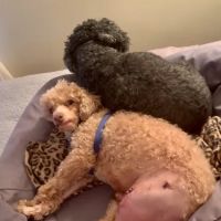 Smith Ridge Veterinary Center ico