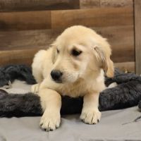 Four Paws and a Tail ico