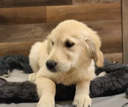 Four Paws and a Tail