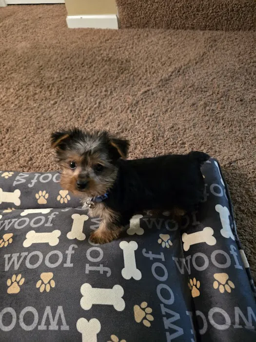 Four Paws and a Tail Picture 3