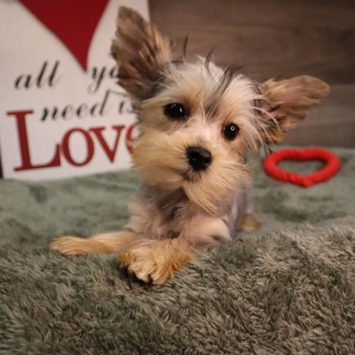Four Paws and a Tail Picture 10
