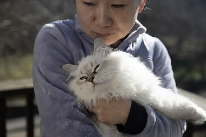 Senge Siberians Picture 3