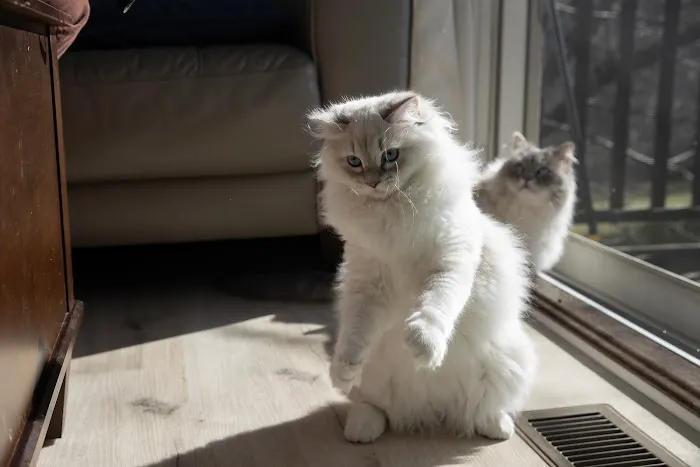 Senge Siberians Picture 8