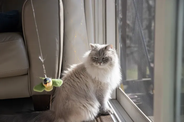 Senge Siberians Picture 6