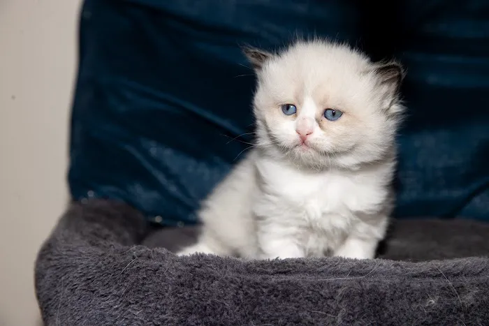 Senge Siberians Picture 10