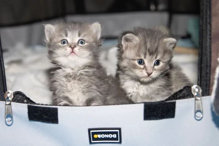 Senge Siberians Picture 4