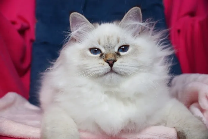 Senge Siberians Picture 7