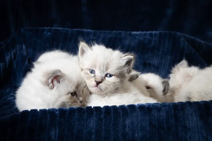 Senge Siberians Picture 5