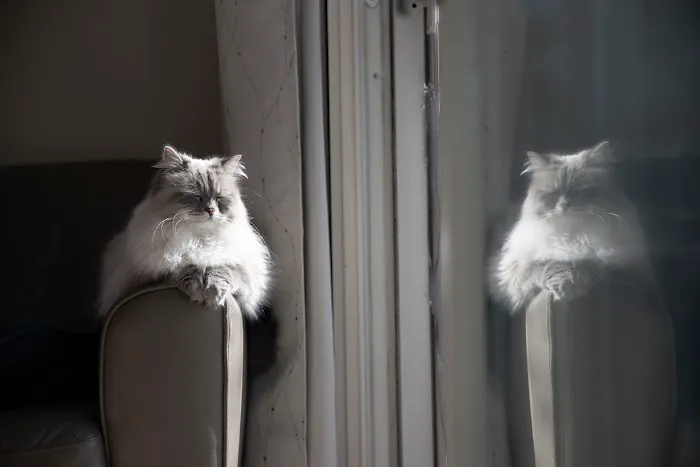 Senge Siberians Picture 1