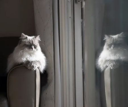 Senge Siberians