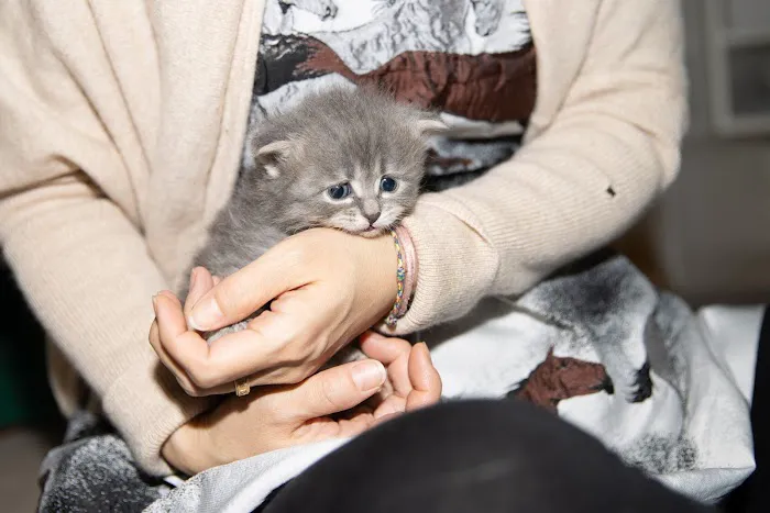 Senge Siberians Picture 9