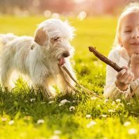 Cross River Animal Hospital ico