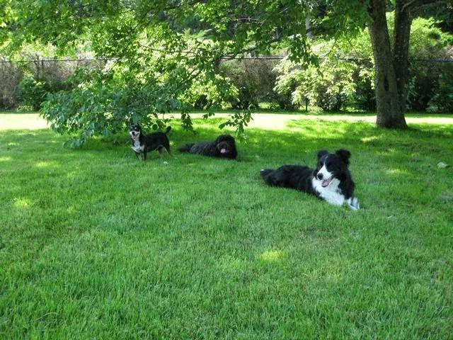 Cross River Animal Hospital Picture 2