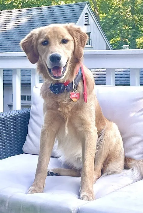 Cross River Animal Hospital Picture 4