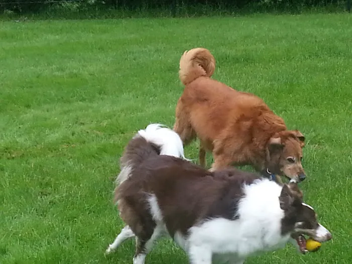 Cross River Animal Hospital Picture 8