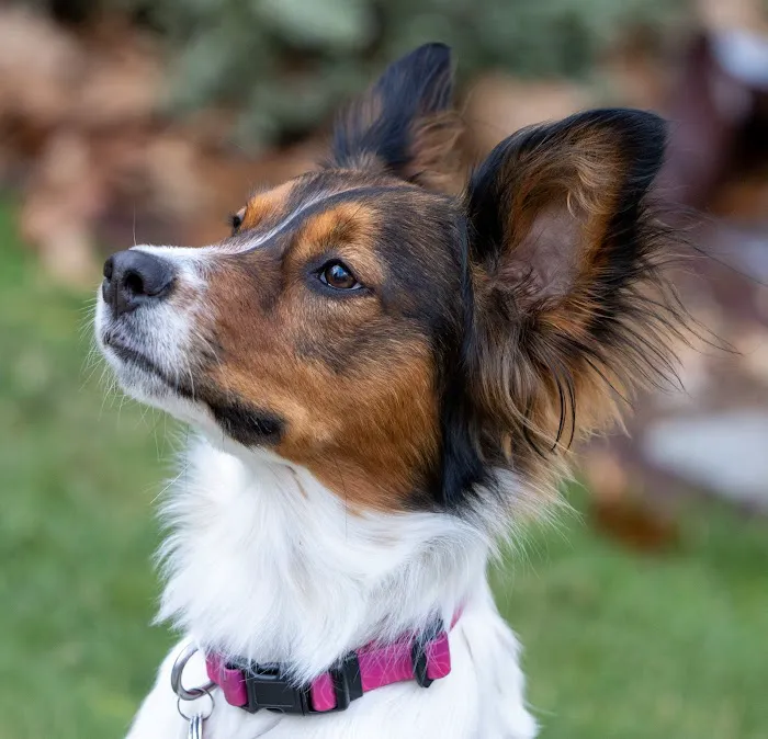 Cross River Animal Hospital Picture 3