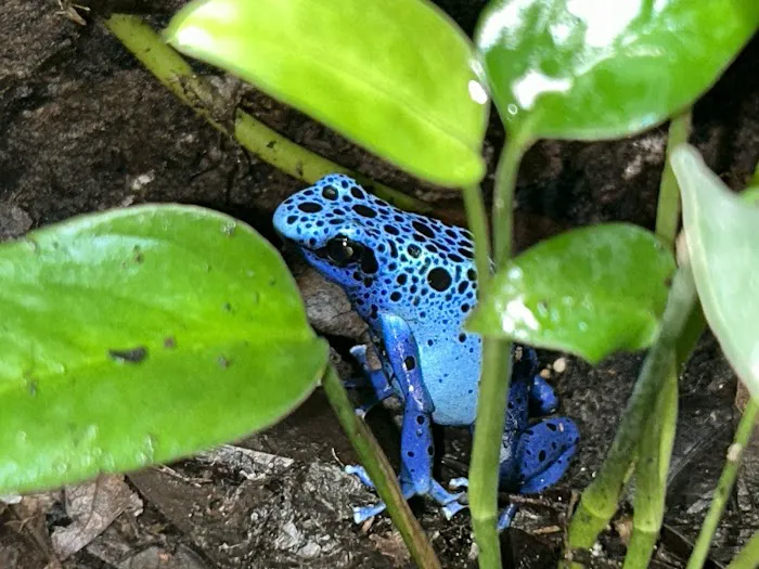 The Tropical Frog Picture 9