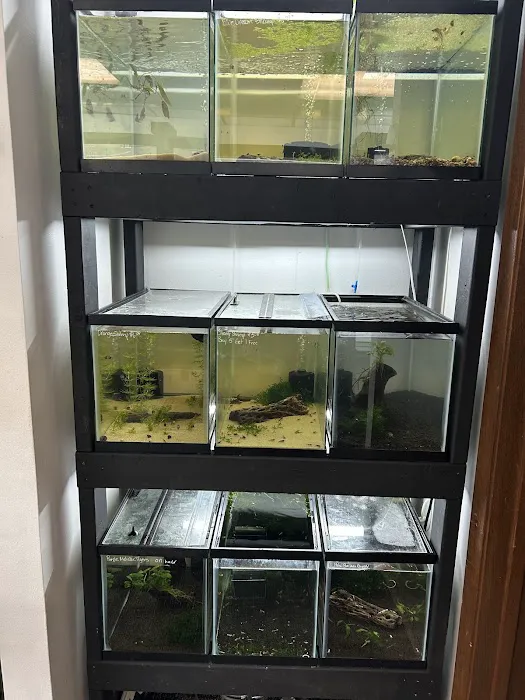 The Tropical Frog Picture 3