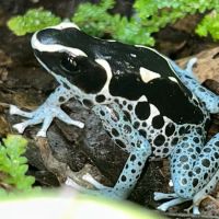 The Tropical Frog ico