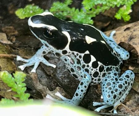 The Tropical Frog