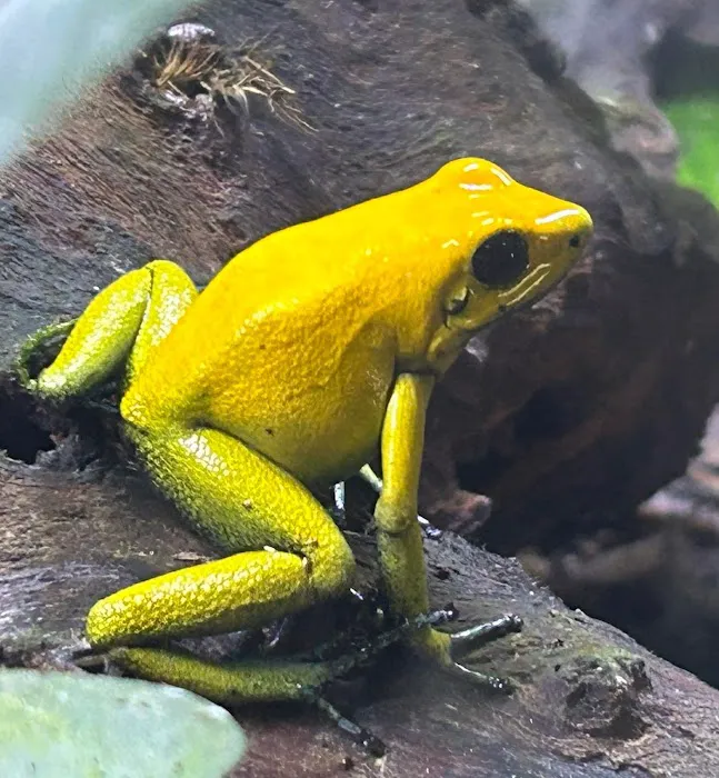 The Tropical Frog Picture 4
