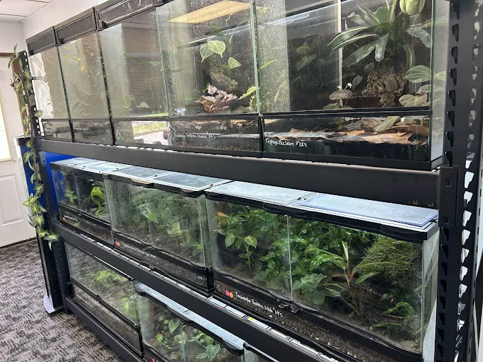 The Tropical Frog Picture 10