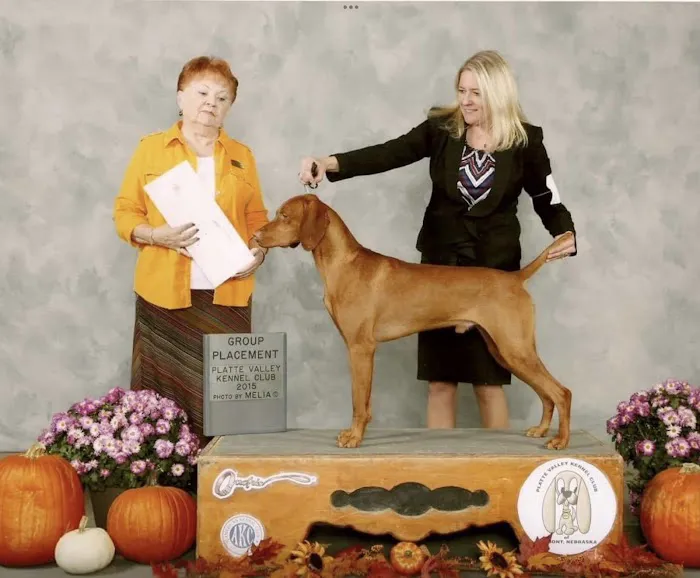 Jackpot Vizslas puppies Picture 4