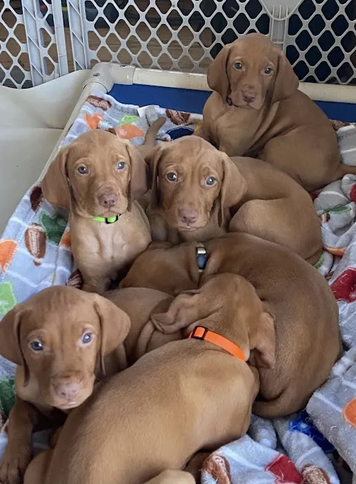 Jackpot Vizslas puppies Picture 2