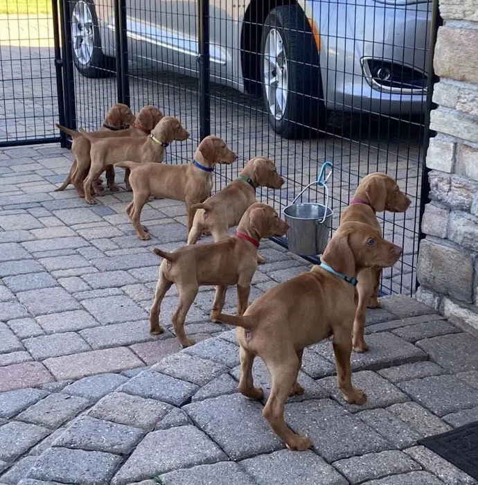 Jackpot Vizslas puppies Picture 3