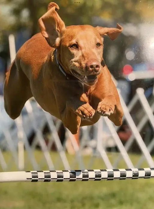 Jackpot Vizslas puppies Picture 1