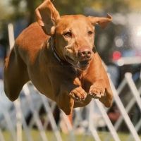 Jackpot Vizslas puppies ico