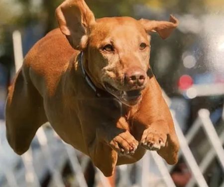 Jackpot Vizslas puppies
